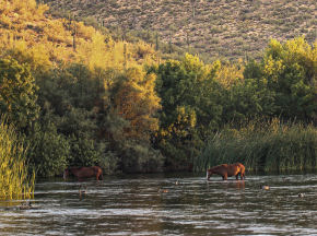 Gila County